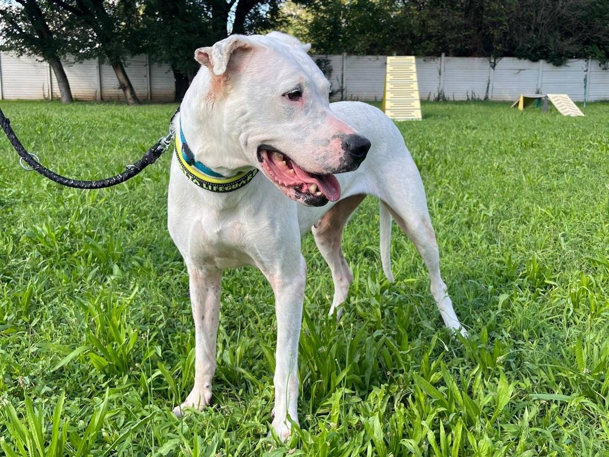 Vuoi adottare un cane a Milano?