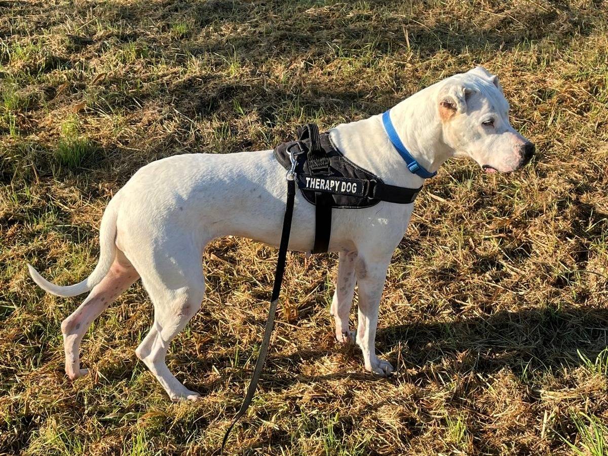 Adotta il cane LOLA a Milano