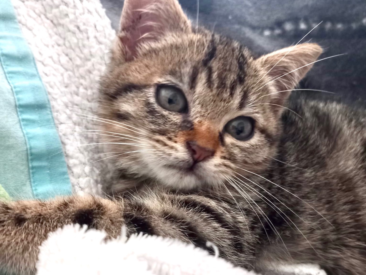 Adozione gatto, femmina, Razza sconosciuta Razza sconosciuta, 3 mesi, taglia non valida, Latina