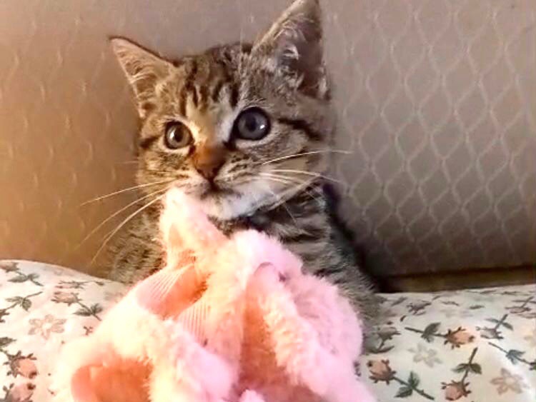 Adotta un gatto, femmina, 3 mesi, Latina