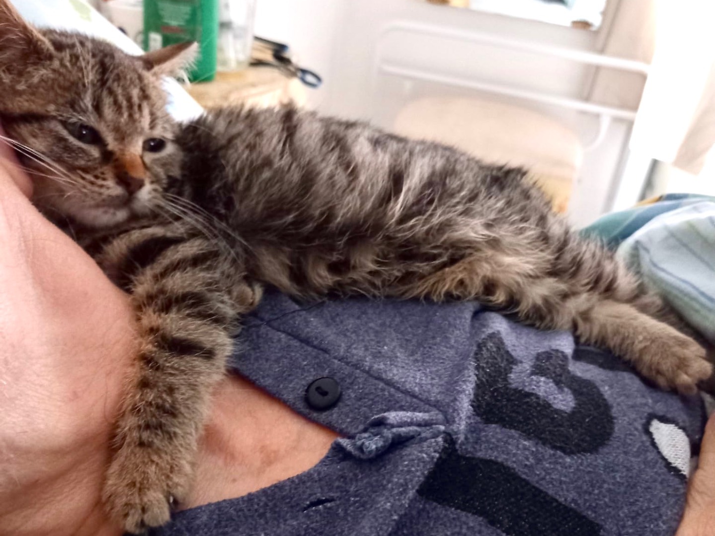 Adotta un gatto, taglia non valida, femmina, Latina