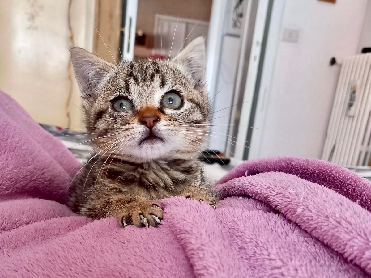 Vuoi adottare un gatto a Latina?