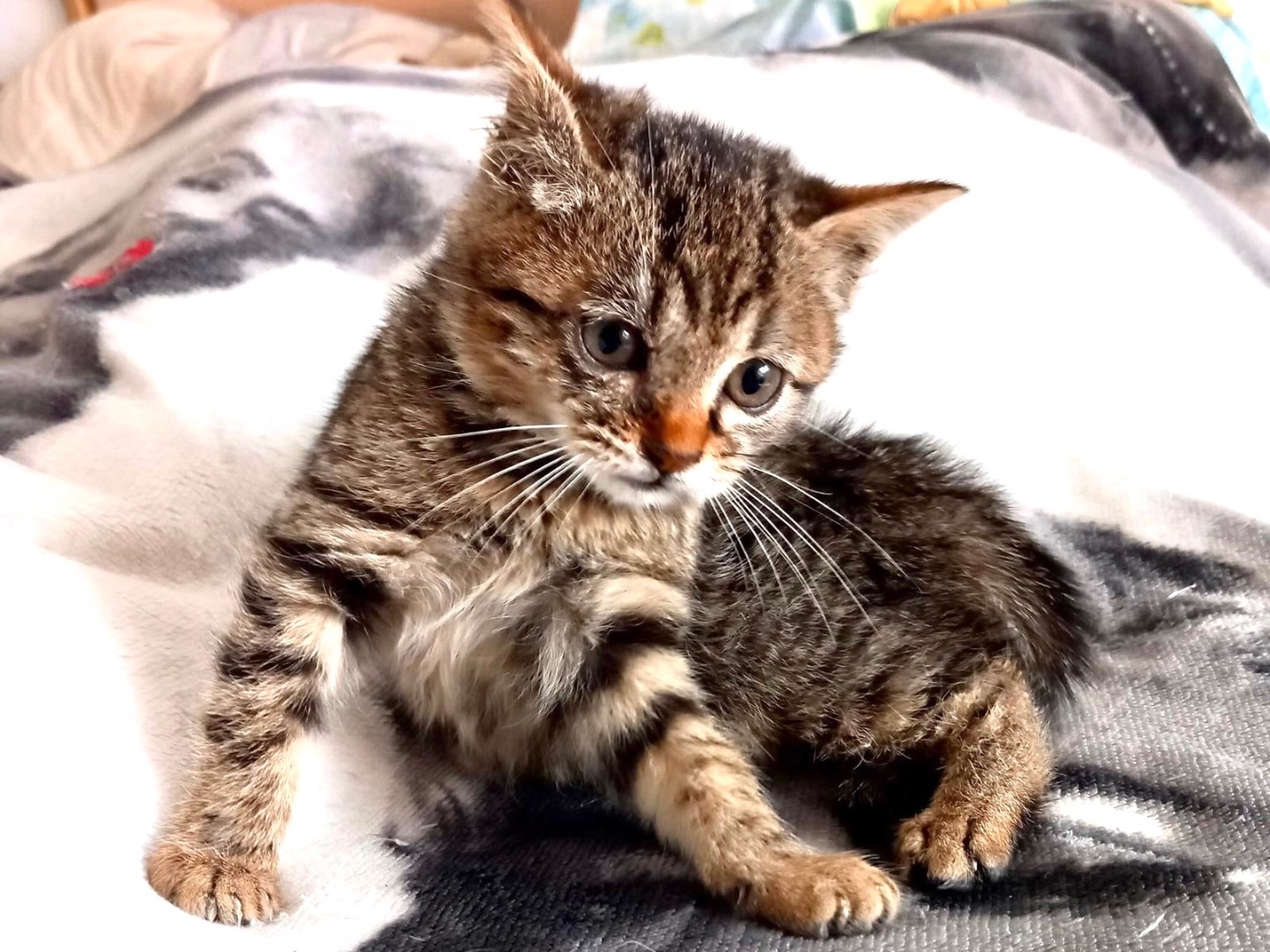 Adotta il gatto Bibi a Latina