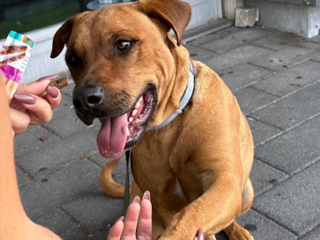 Adozione cane, maschio, Razza sconosciuta Razza sconosciuta, 2 anni e 1 mese, taglia media, Catania