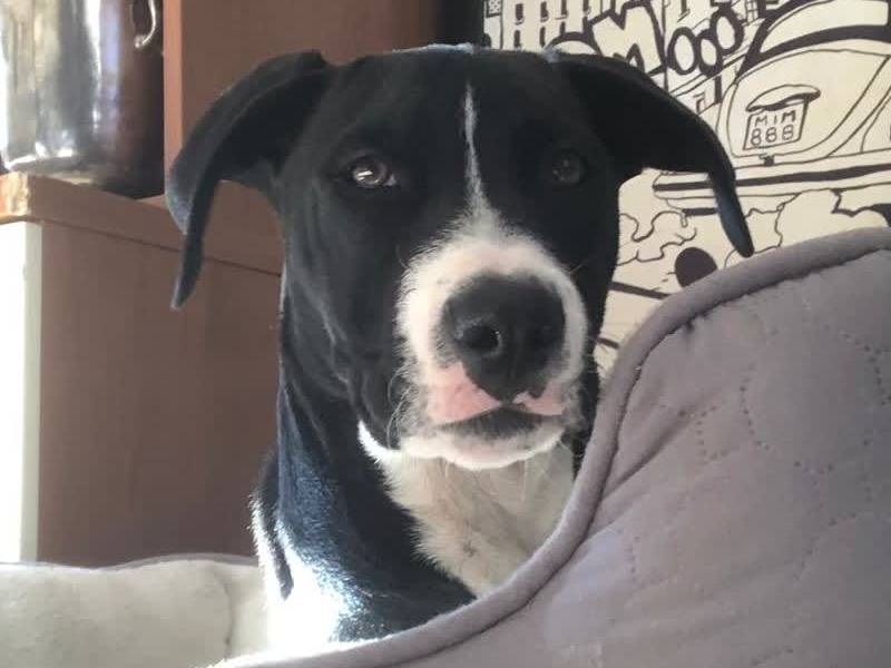 Adozione cane, maschio, Amstaff Razza sconosciuta, 3 mesi, taglia media, Milano