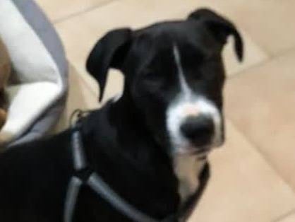 Adotta un cane, maschio, 3 mesi, Milano