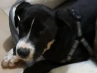 Adotta un cane, taglia media, maschio, Milano