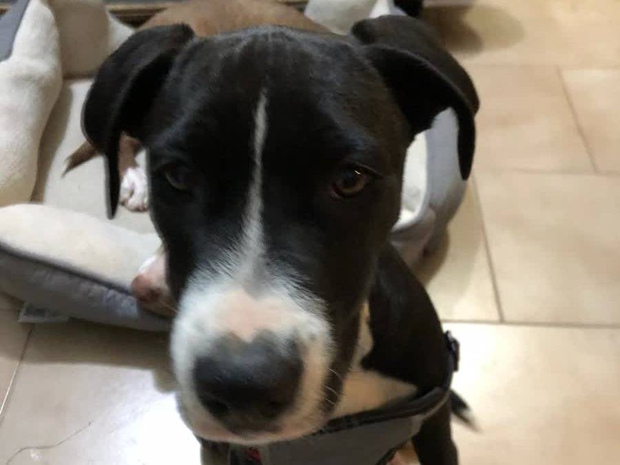 Vuoi adottare un cane a Milano?