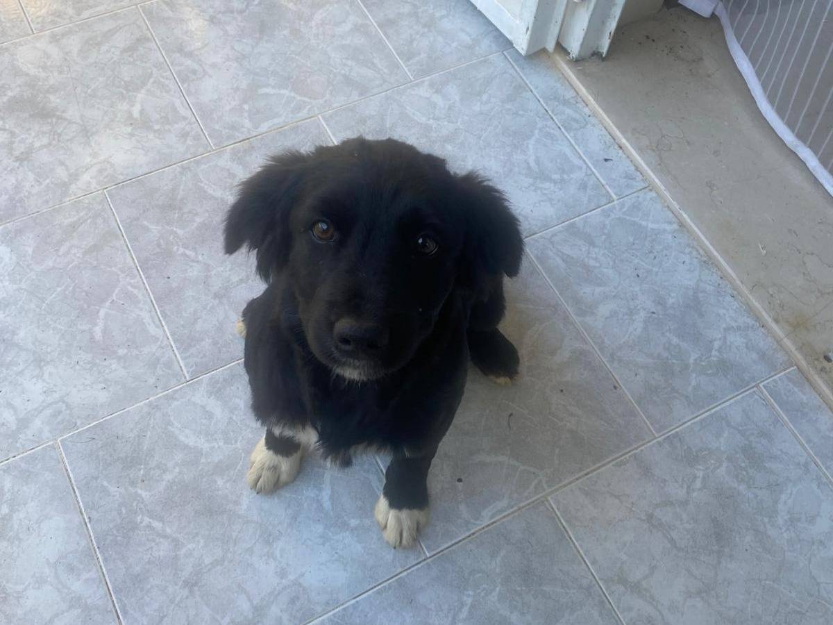 Adozione cane, femmina, Razza sconosciuta Razza sconosciuta, 4 mesi, taglia media contenuta, Avellino