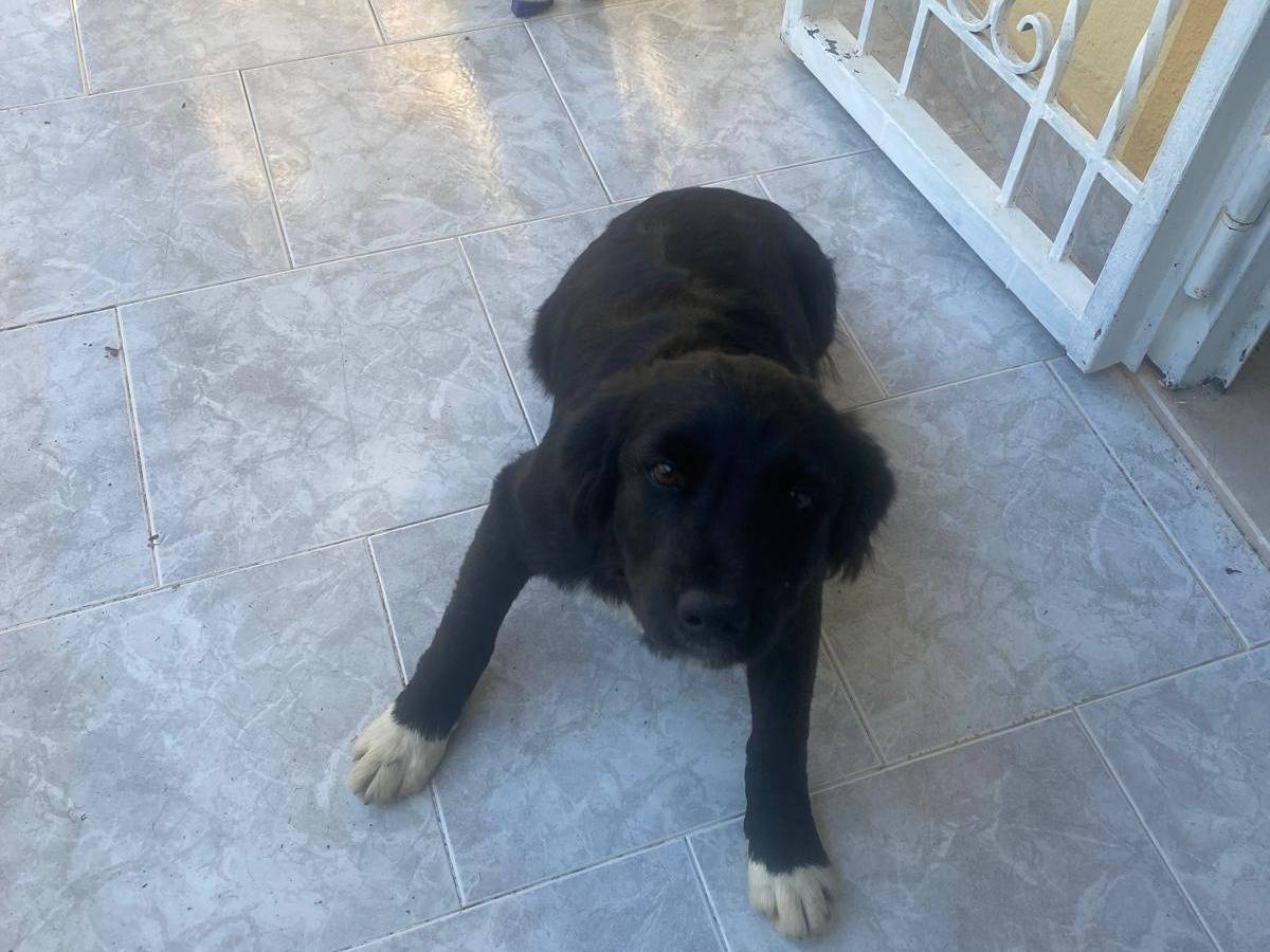 Adotta un cane, femmina, 4 mesi, Avellino