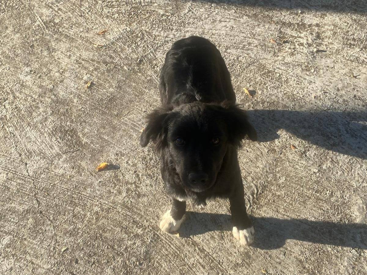 Adotta un cane, taglia media contenuta, femmina, Avellino