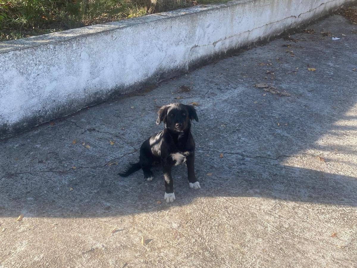 Vuoi adottare un cane a Avellino?