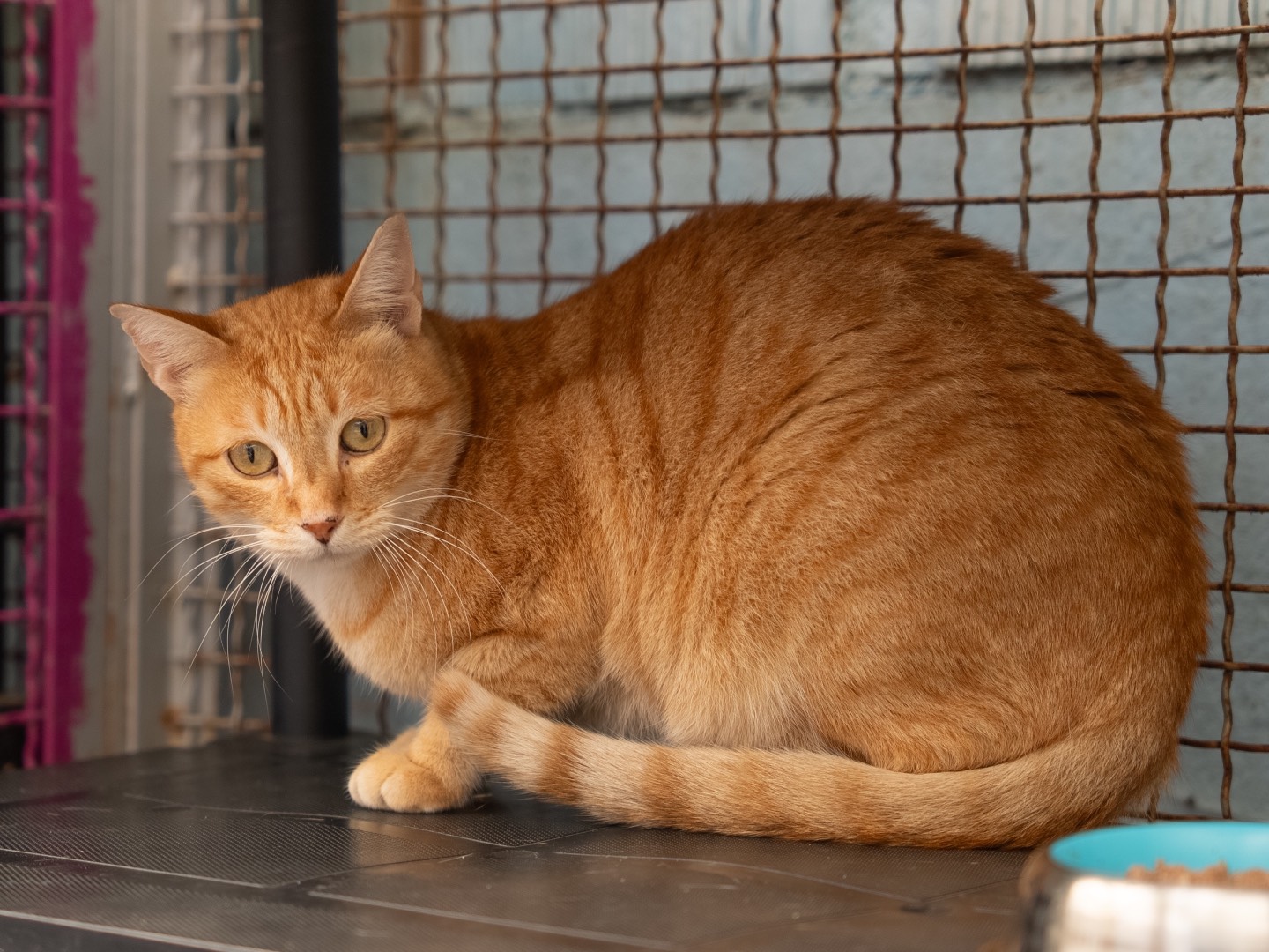 Adozione gatto, maschio, Razza sconosciuta Razza sconosciuta, 7 anni e 4 mesi, taglia non valida, Milano