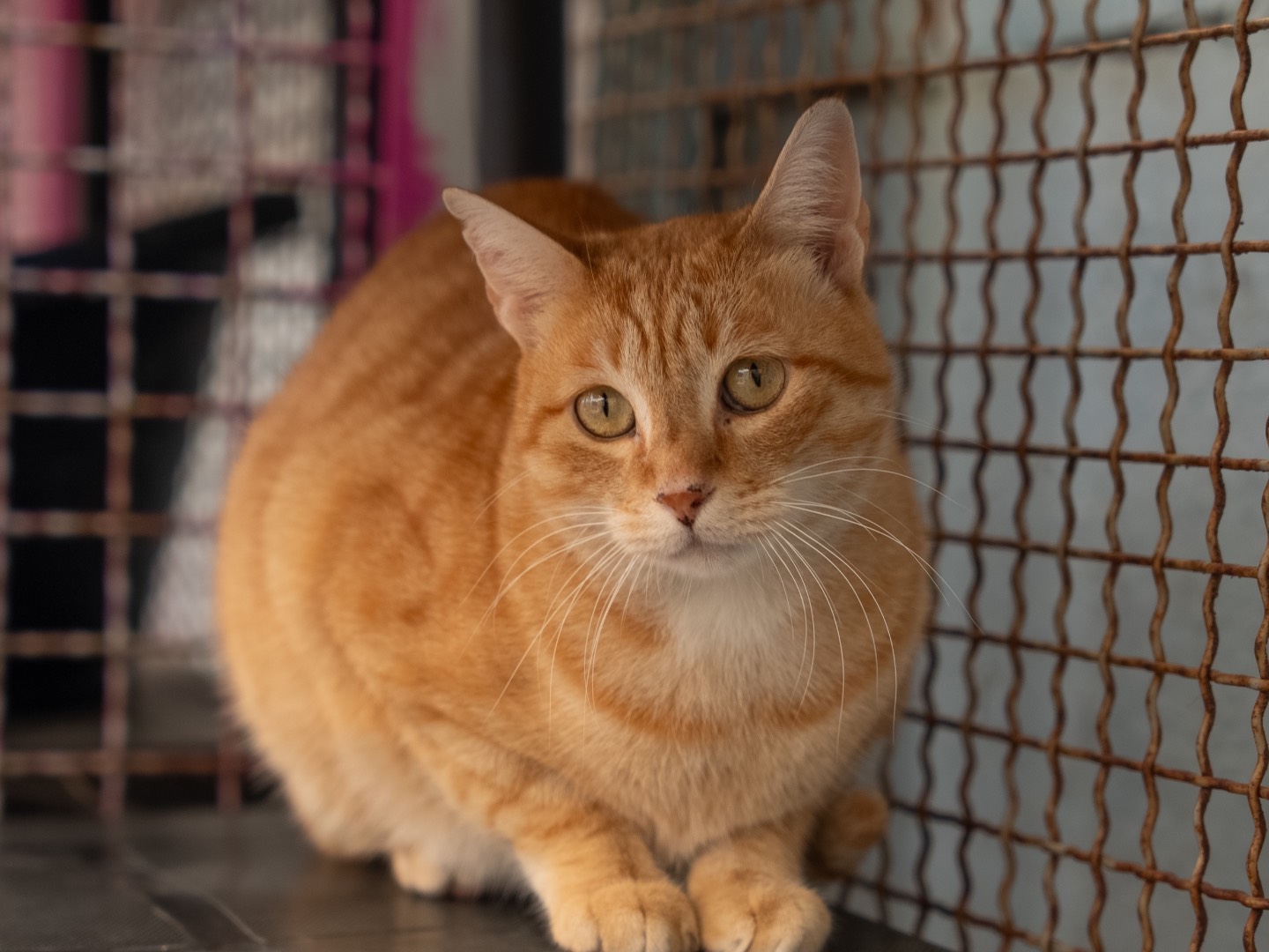 Adotta un gatto, maschio, 7 anni e 4 mesi, Milano