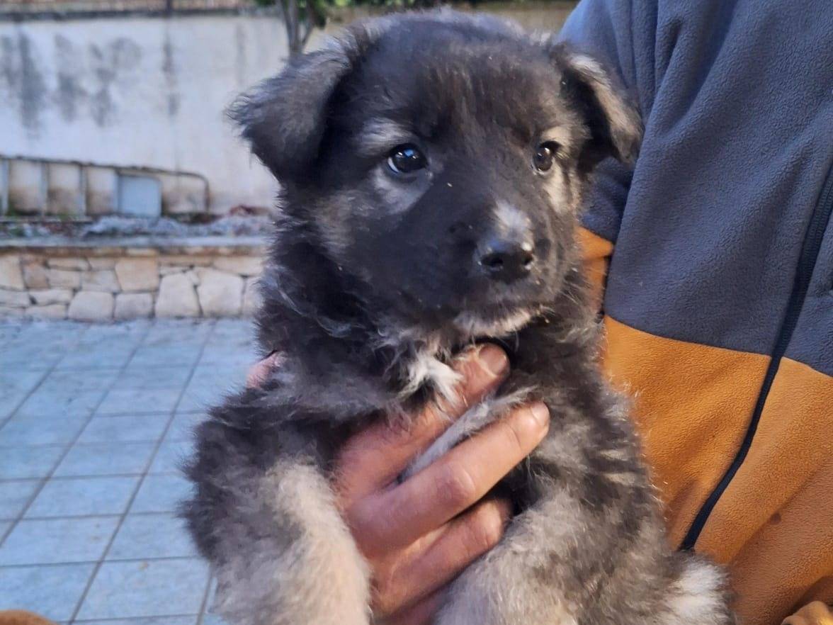 Adozione cane, femmina, Razza sconosciuta Razza sconosciuta, 2 mesi, taglia media, Milano