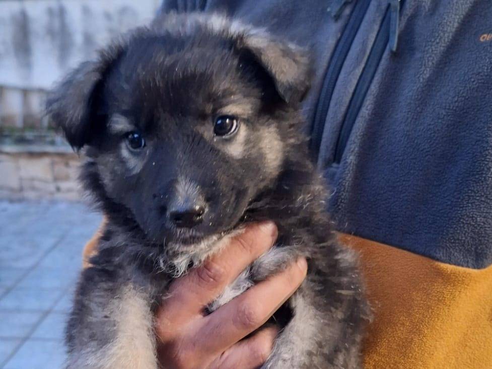 Adotta un cane, femmina, 2 mesi, Milano