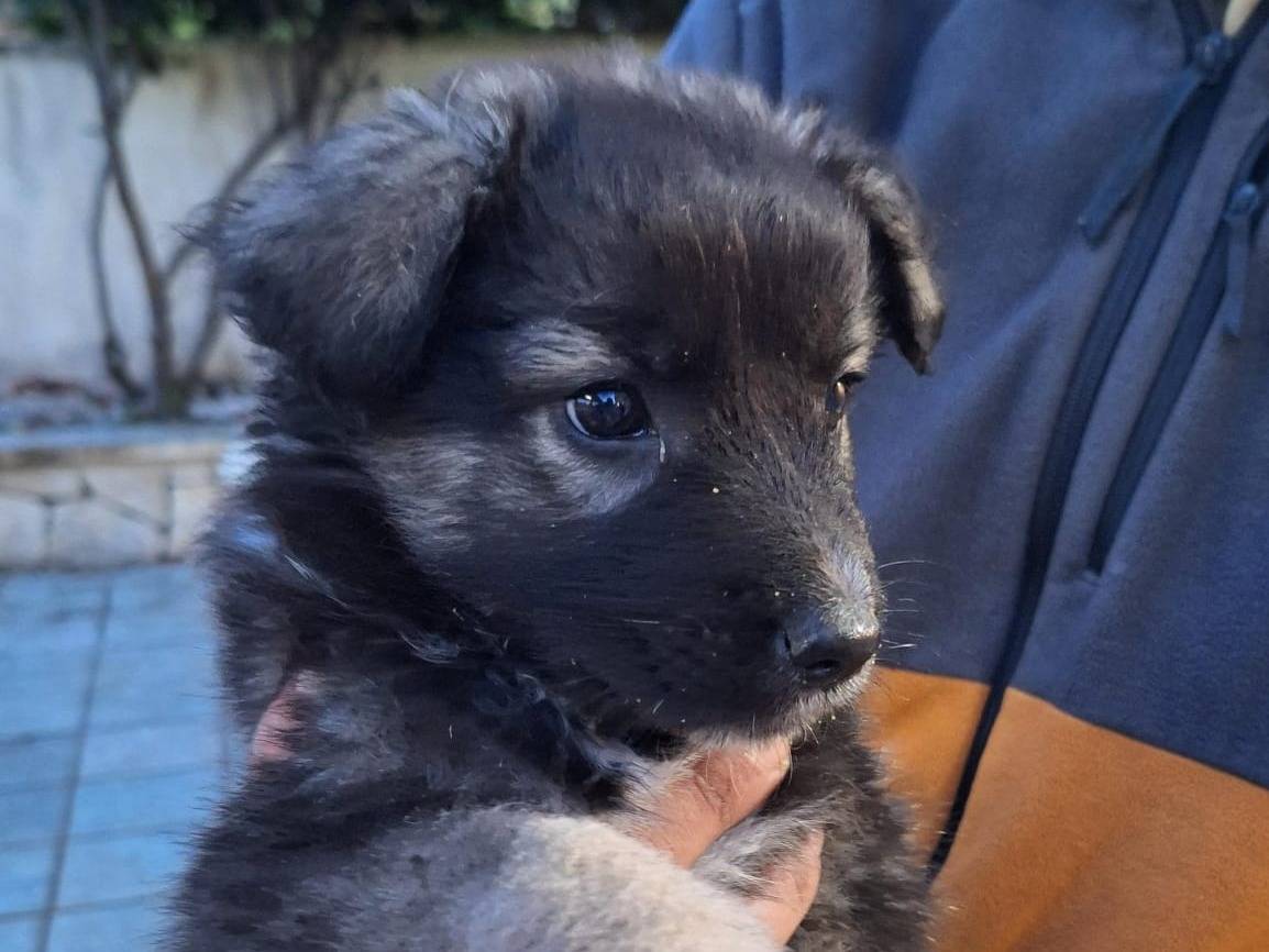 Adotta un cane, taglia media, femmina, Milano