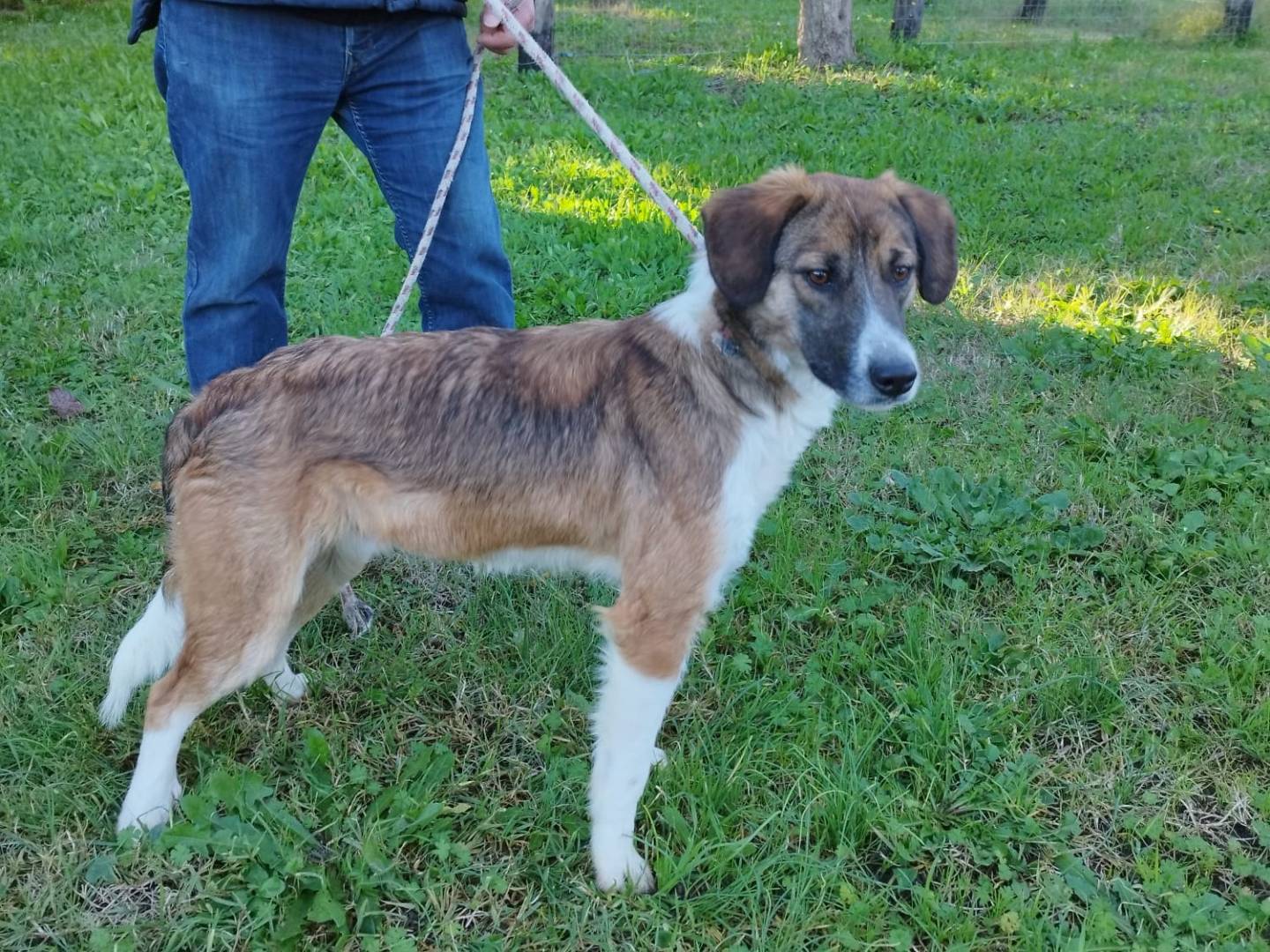 Adozione cane, maschio, Razza sconosciuta Razza sconosciuta, 1 anno e 9 mesi, taglia media, Vibo