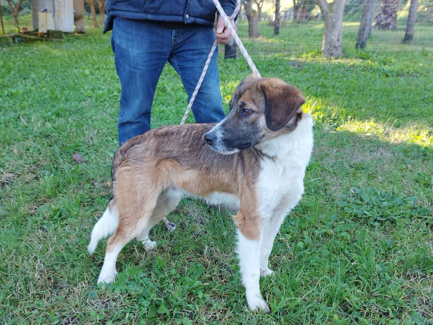 Adotta un cane, maschio, 1 anno e 9 mesi, Vibo