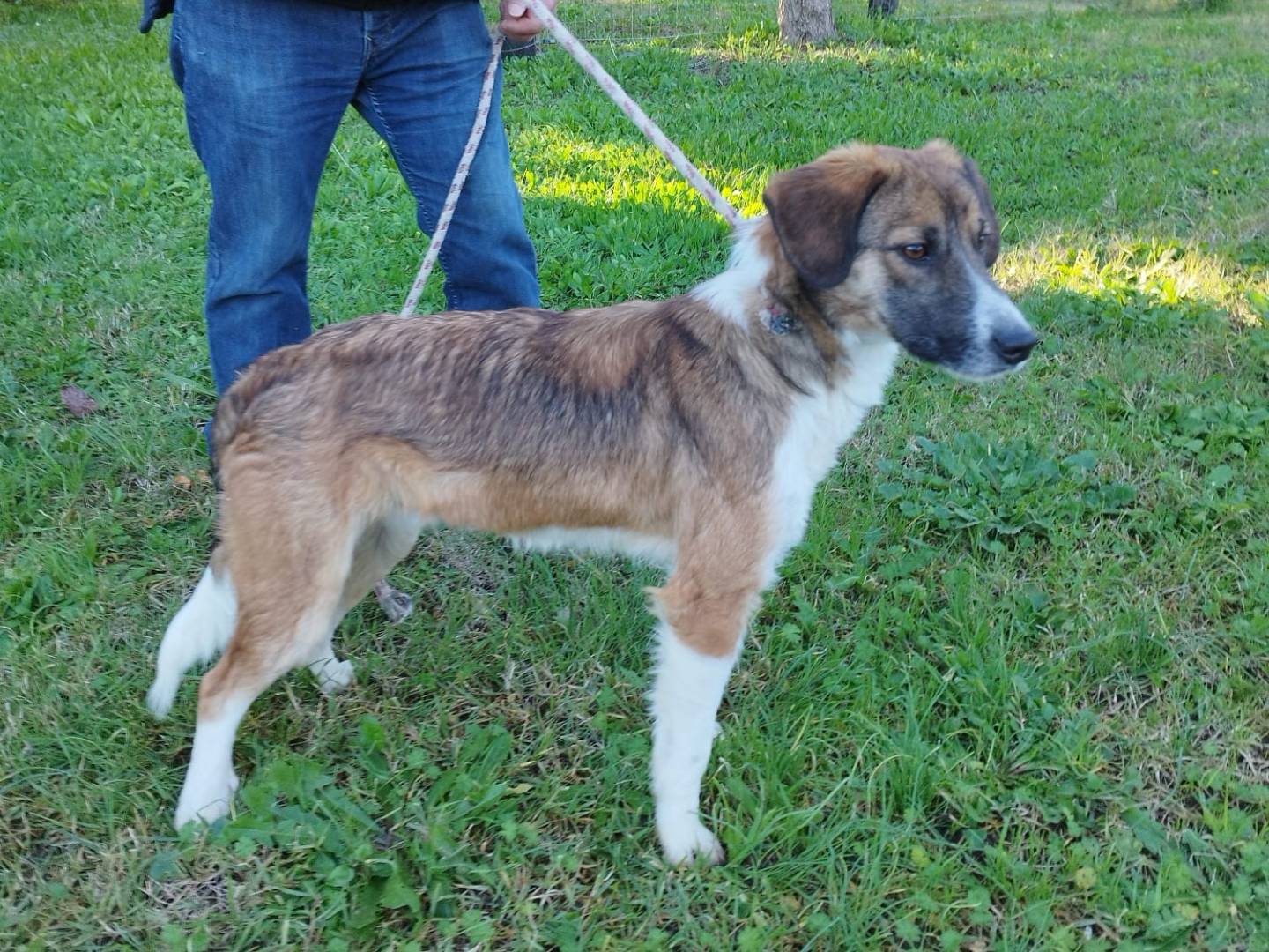 Adotta un cane, taglia media, maschio, Vibo