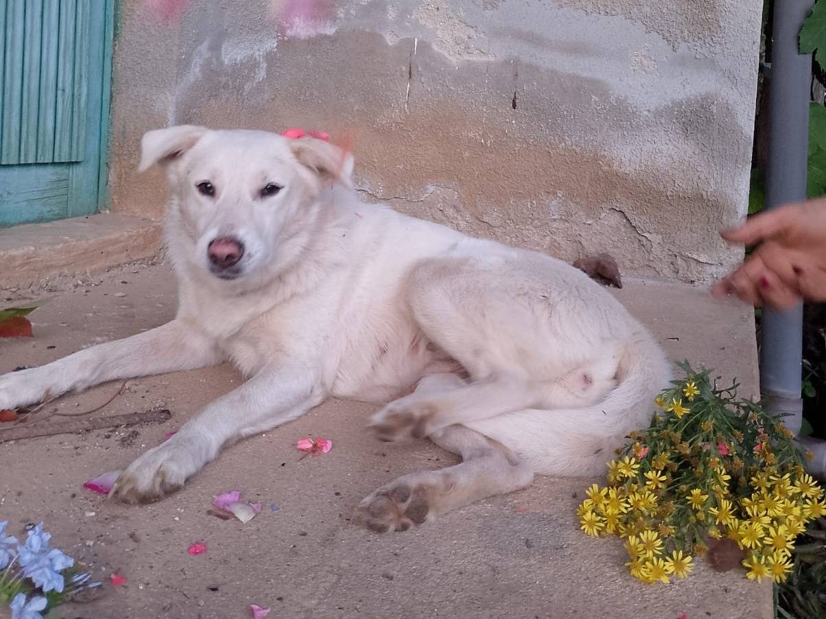 Vuoi adottare un cane a Vibo?