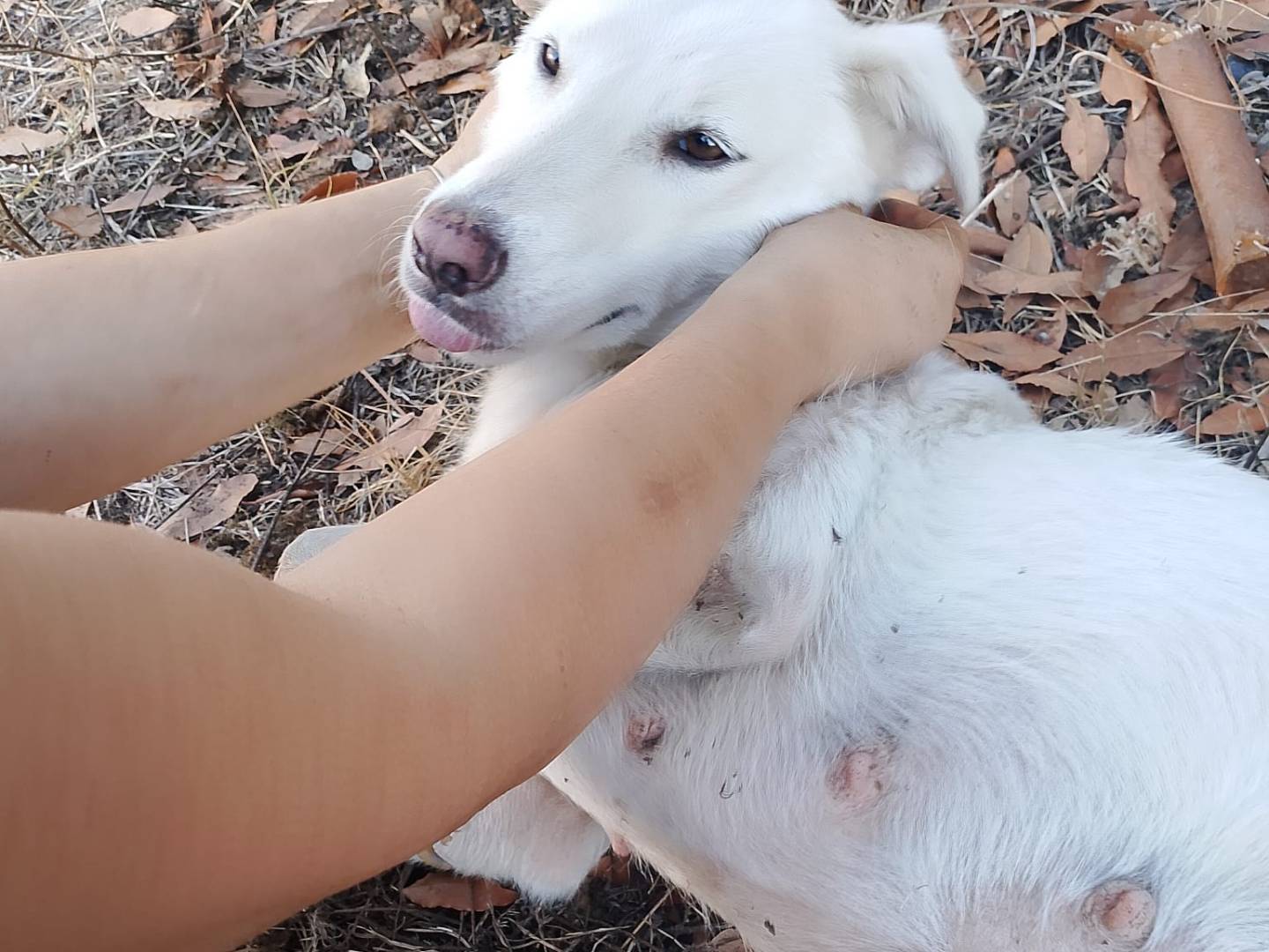 Adotta il cane LORY a Vibo