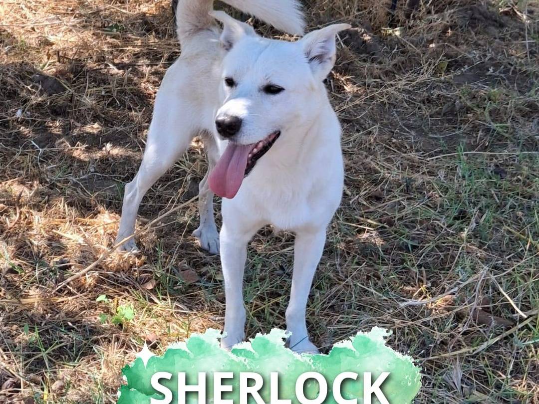 Adozione cane, maschio, Razza sconosciuta Razza sconosciuta, 1 anno e 8 mesi, taglia media, Crotone