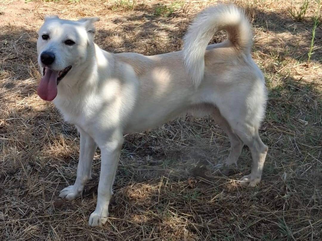 Adotta un cane, maschio, 1 anno e 8 mesi, Crotone