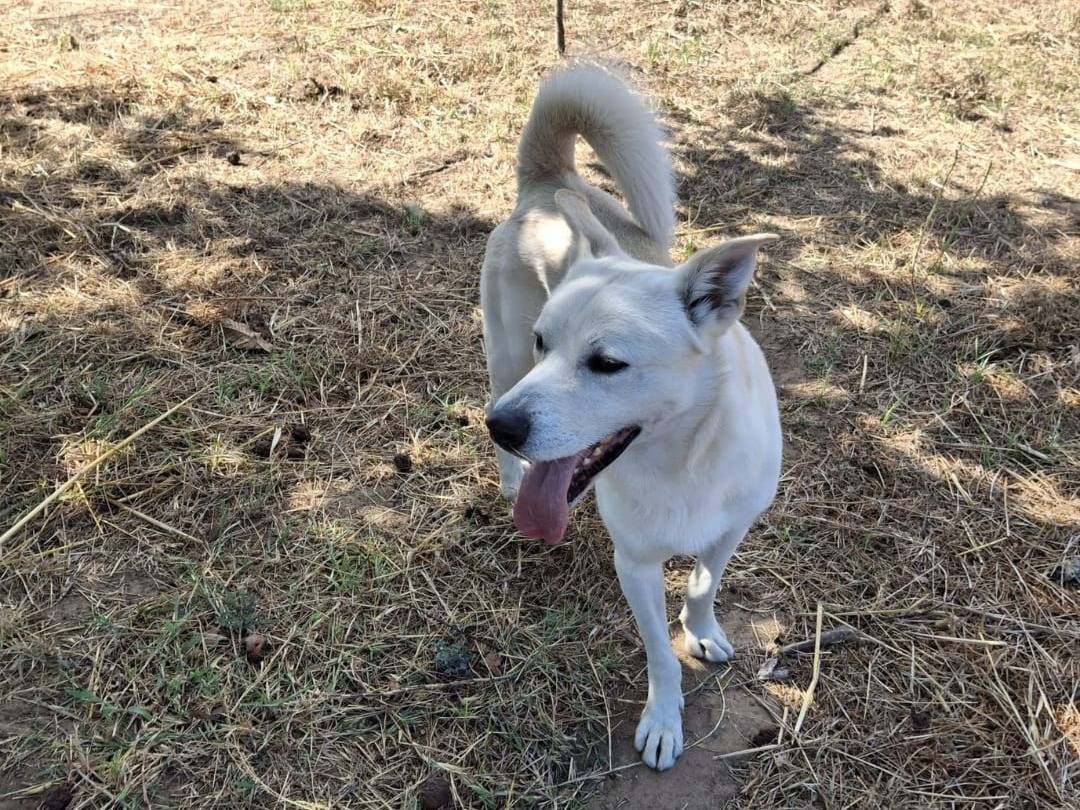 Adotta un cane, taglia media, maschio, Crotone
