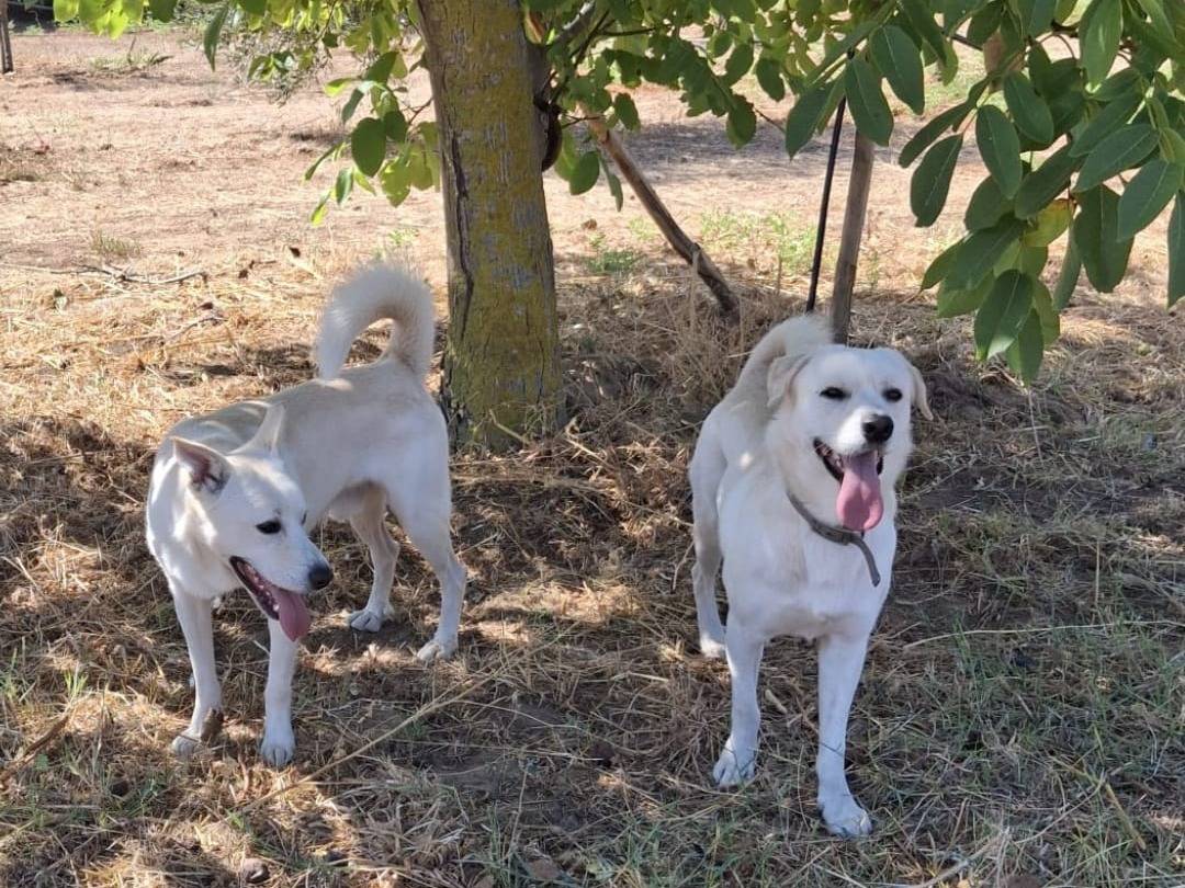 Vuoi adottare un cane a Crotone?