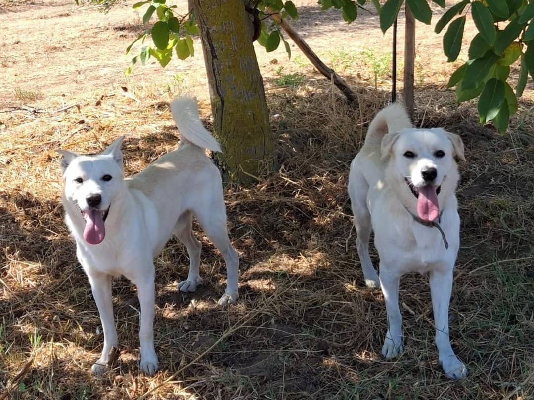 Adotta il cane Sherlock a Crotone