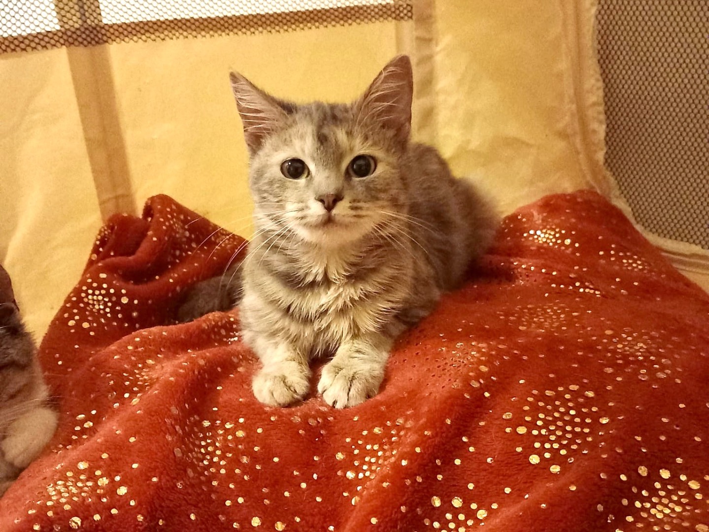 Adotta un gatto, femmina, 4 mesi, Latina