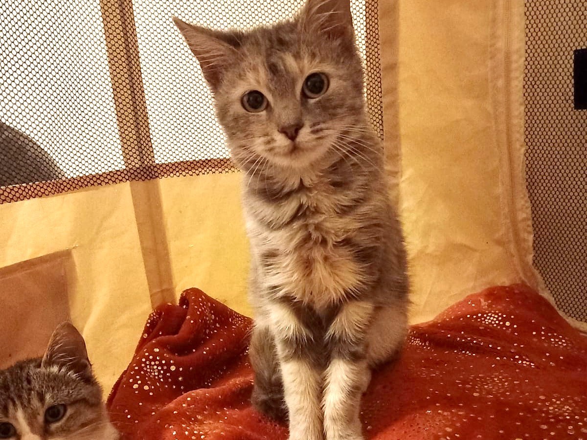 Adotta un gatto, taglia non valida, femmina, Latina