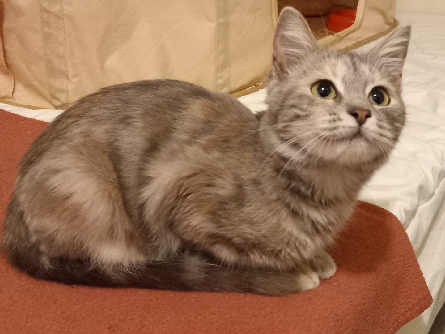 Vuoi adottare un gatto a Latina?