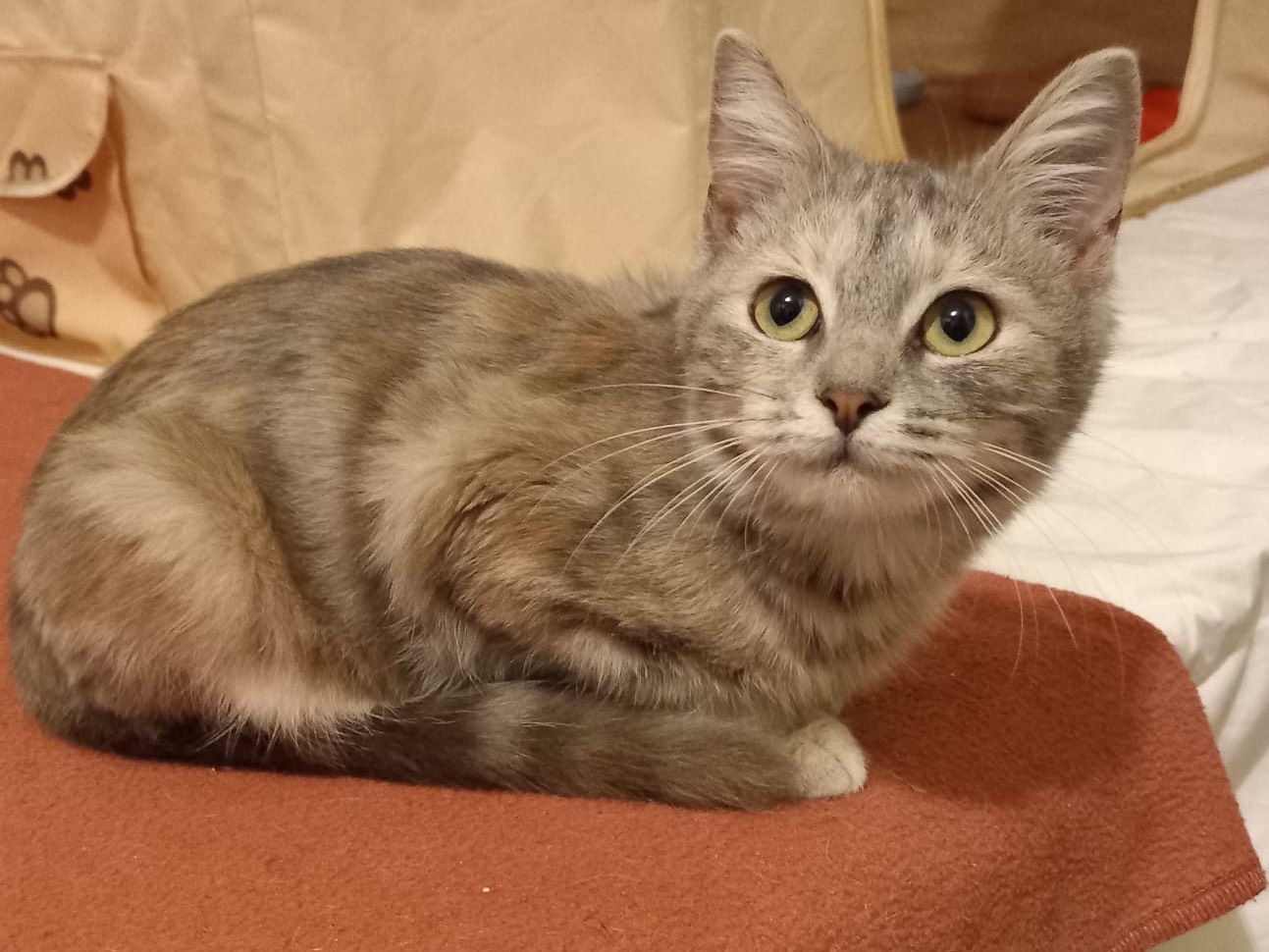 Adotta il gatto Sofia a Latina