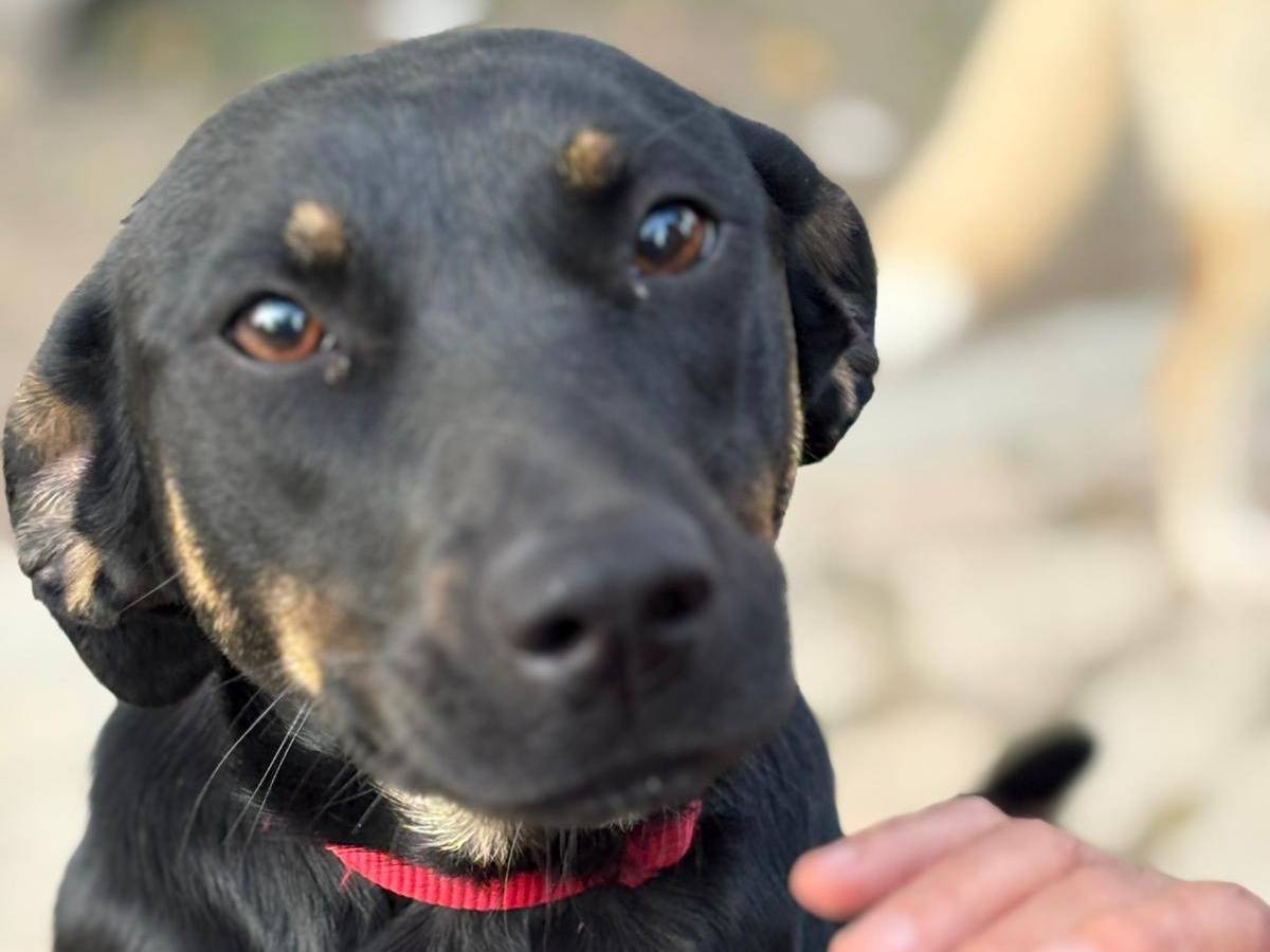 Adozione cane, femmina, Razza sconosciuta Razza sconosciuta, 8 mesi, taglia media contenuta, Parma