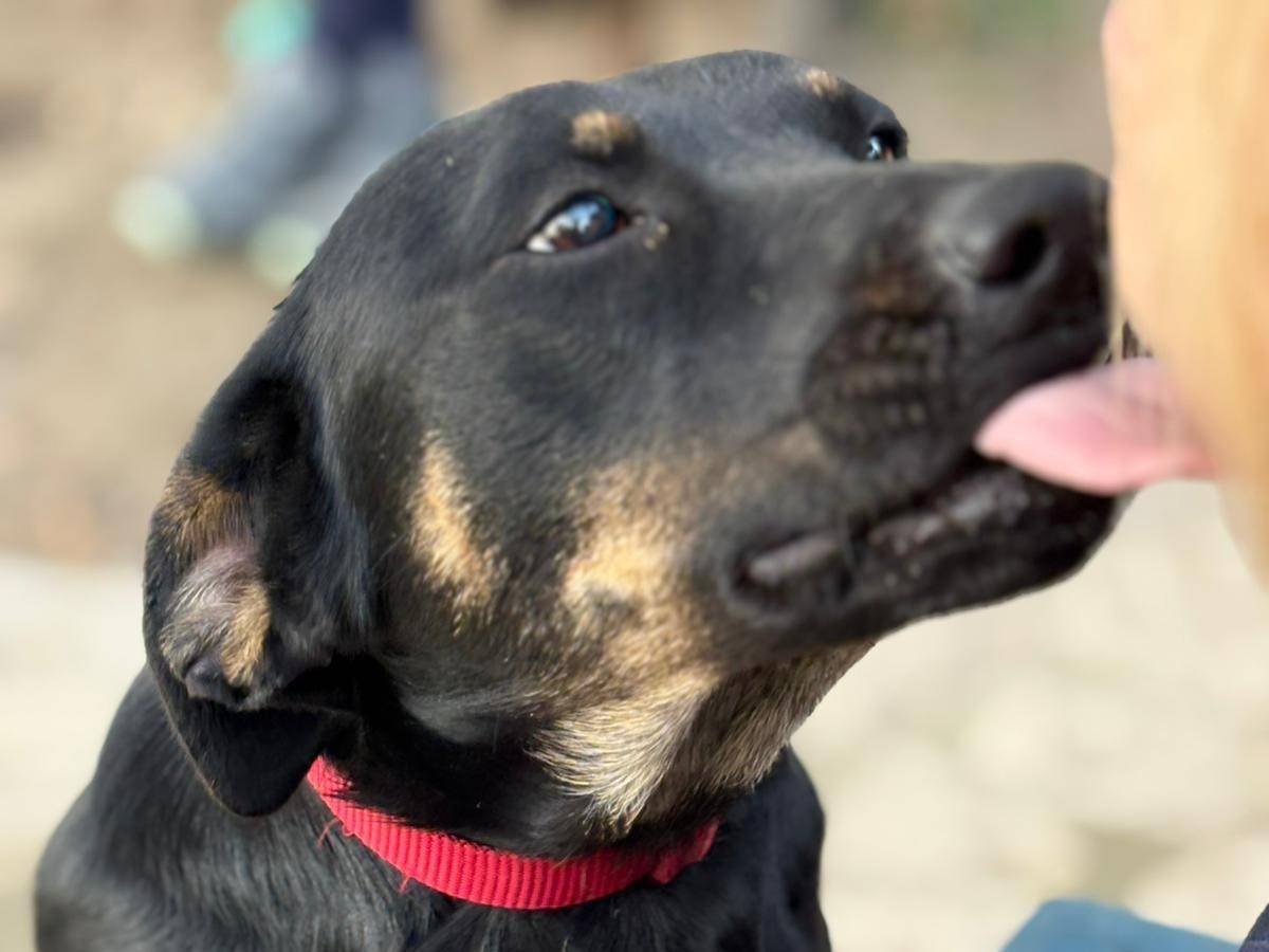 Adotta un cane, femmina, 8 mesi, Parma