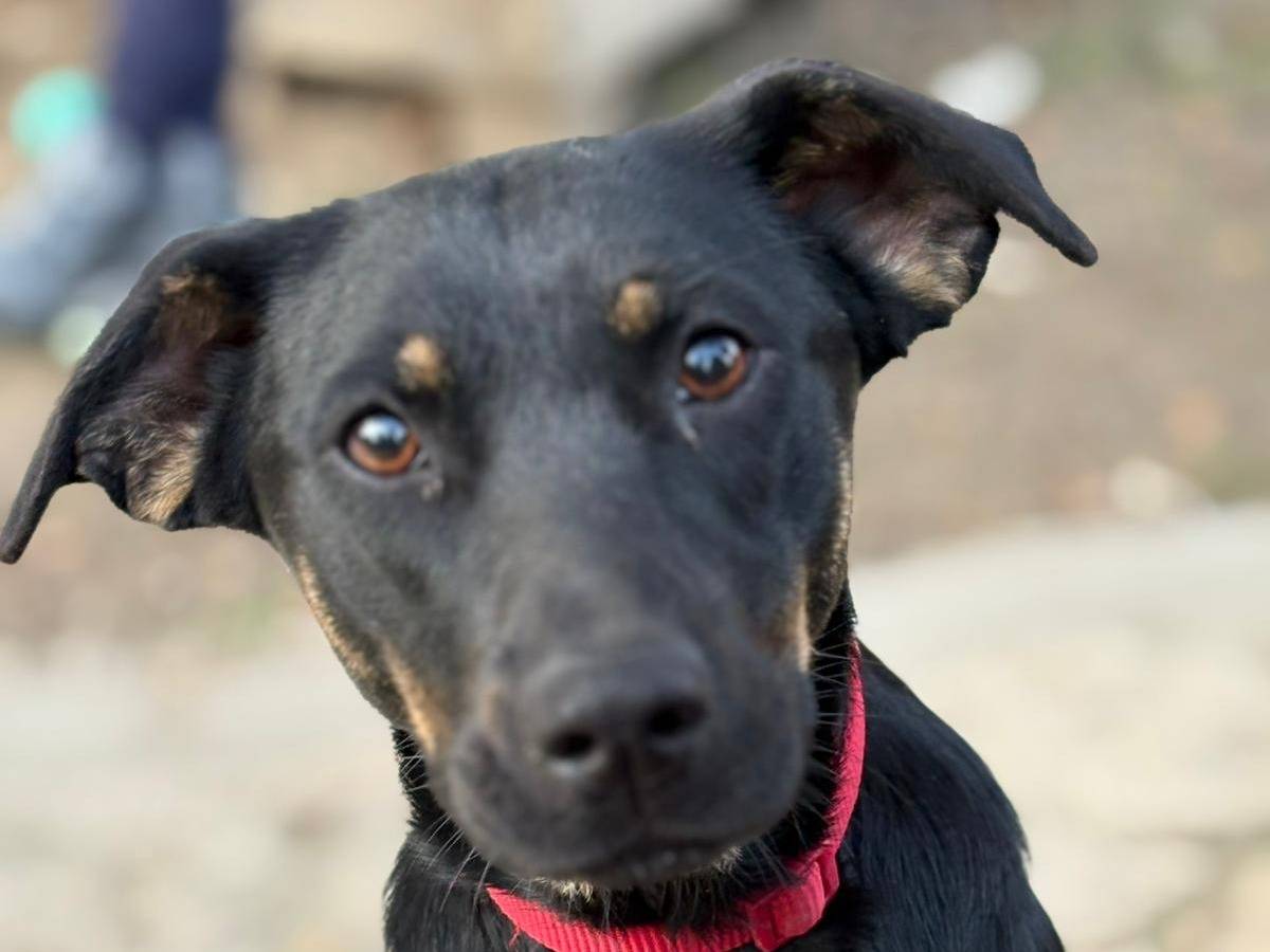 Adotta un cane, taglia media contenuta, femmina, Parma