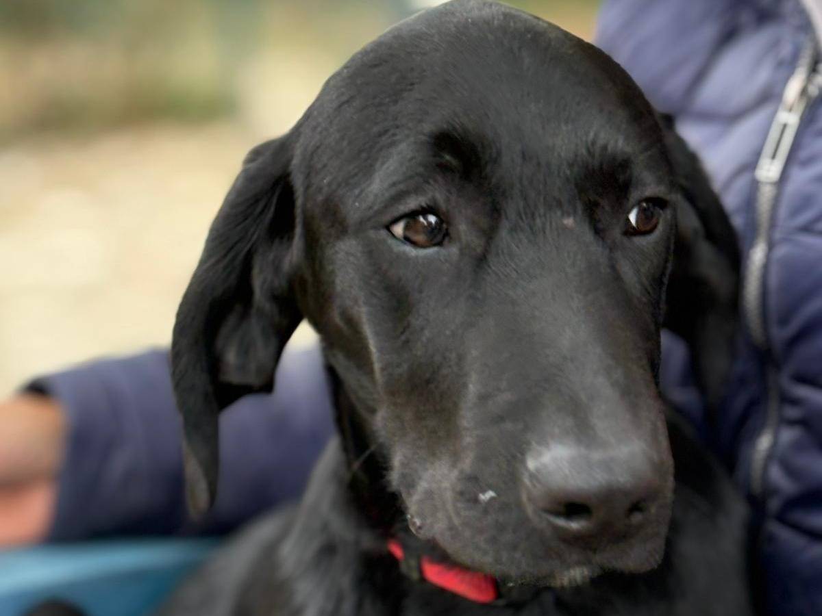 Adozione cane, maschio, Segugio Razza sconosciuta, 5 mesi, taglia media, Parma