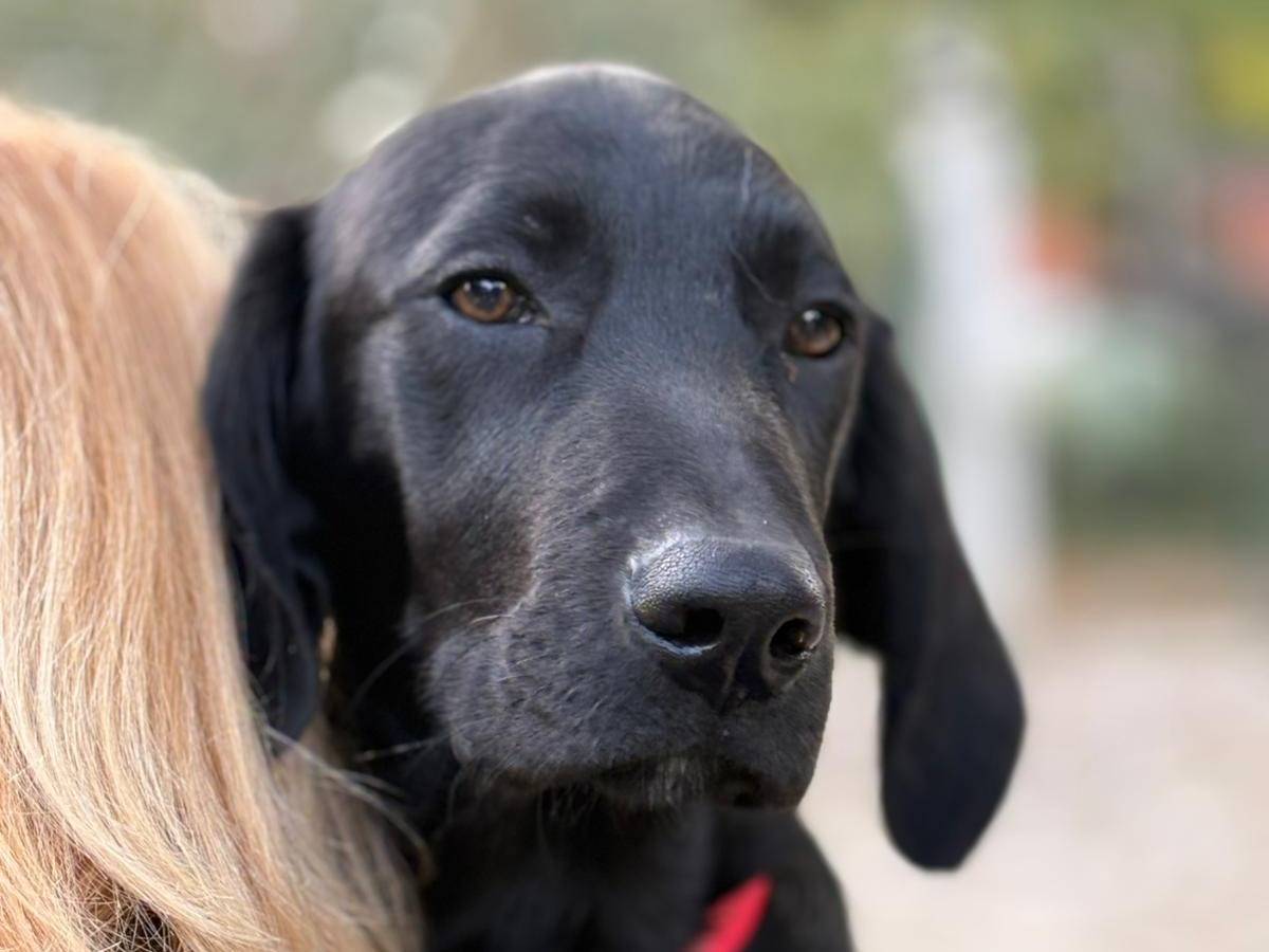 Adotta un cane, maschio, 5 mesi, Parma