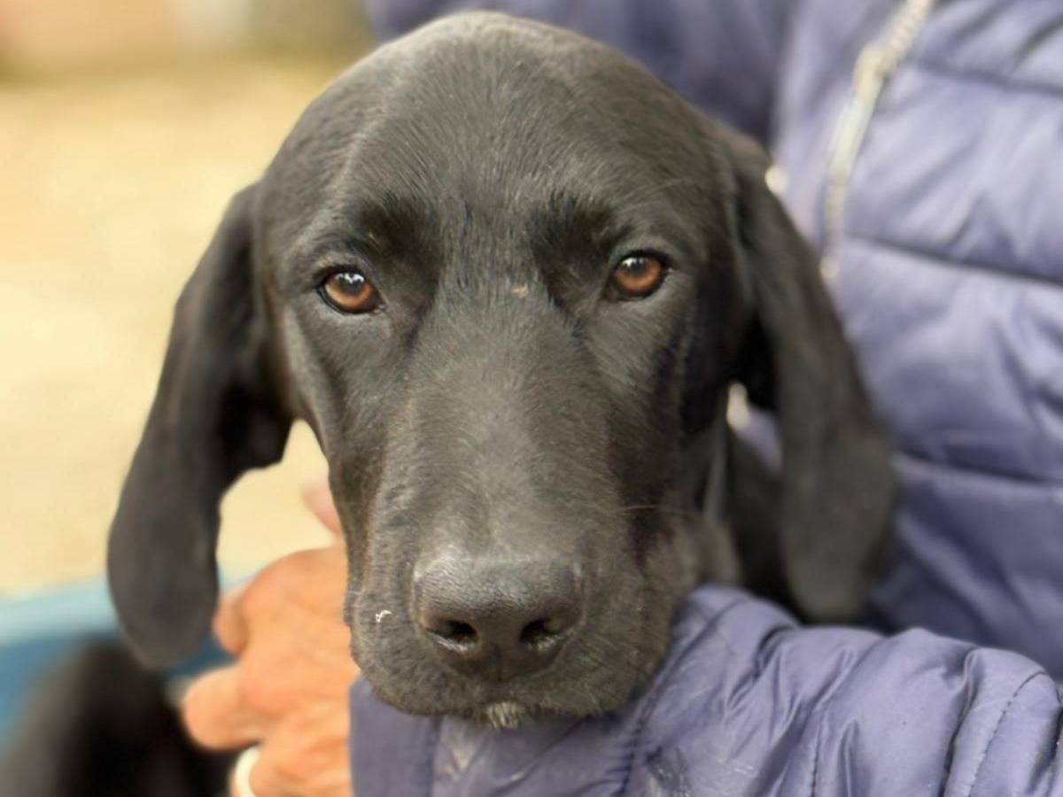 Adotta un cane, taglia media, maschio, Parma