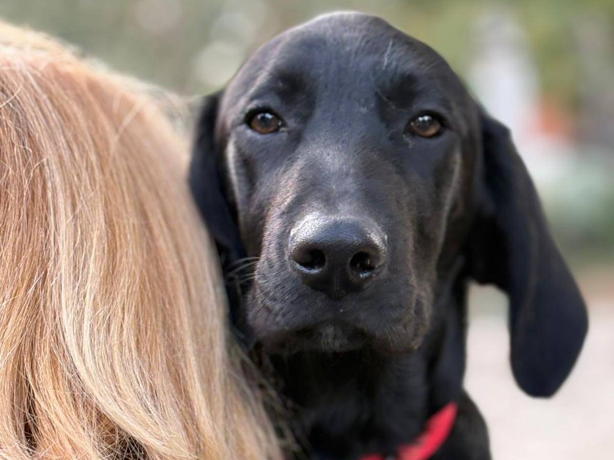 Vuoi adottare un cane a Parma?