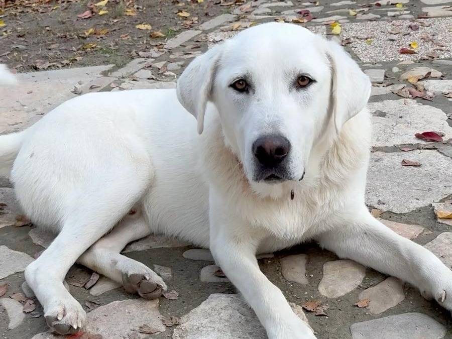 Adozione cane, maschio, Labrador Retriever Razza sconosciuta, 10 mesi, taglia grande, Parma