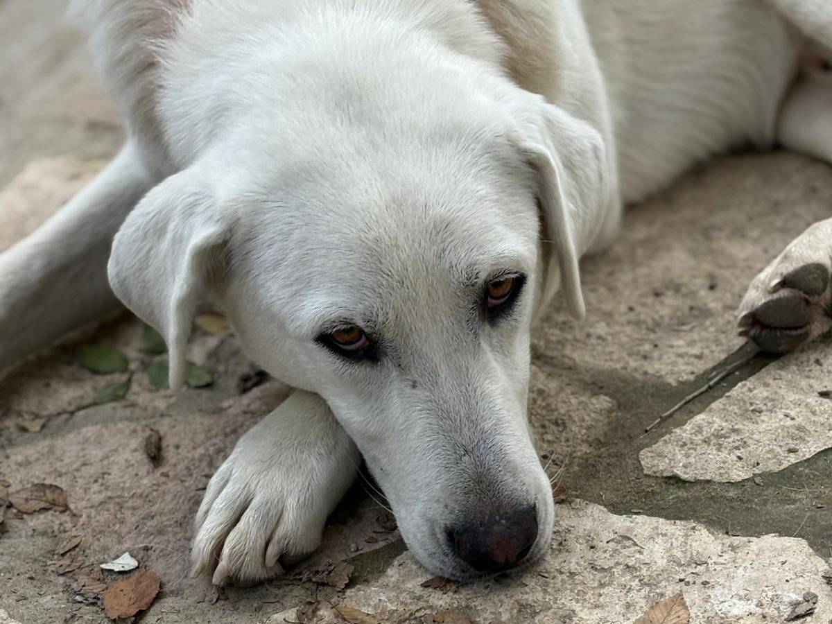 Adotta un cane, maschio, 10 mesi, Parma