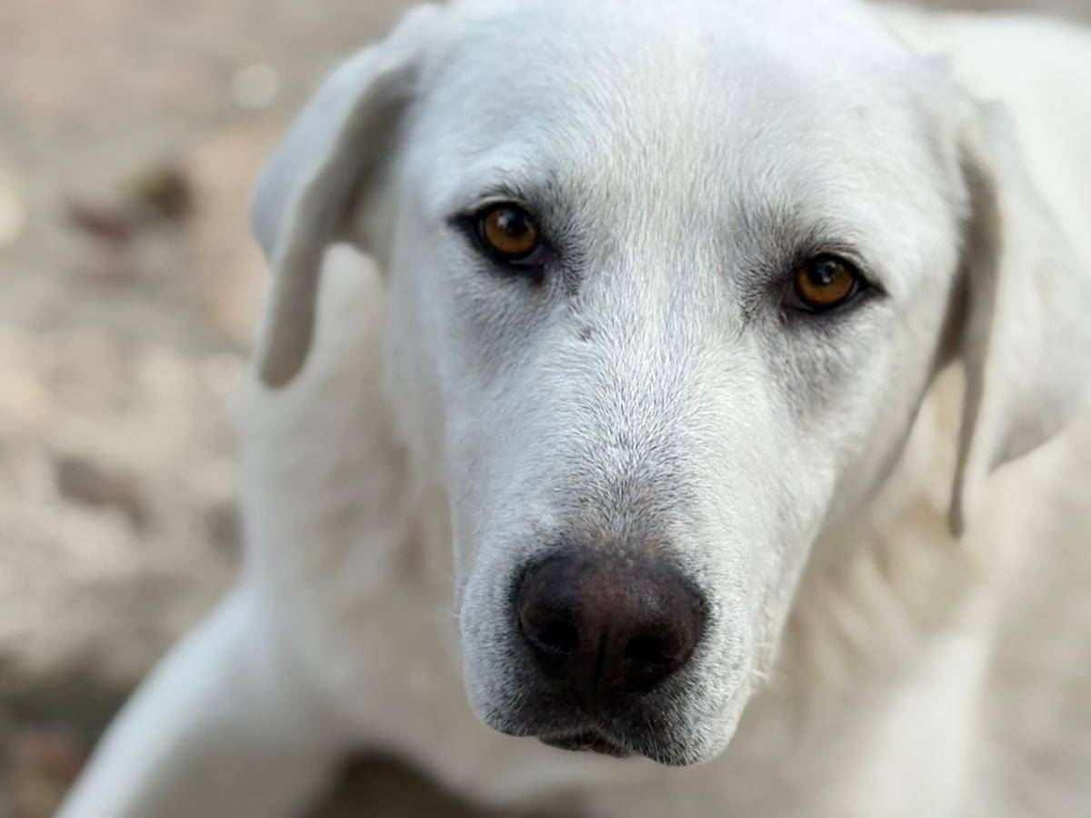 Adotta un cane, taglia grande, maschio, Parma