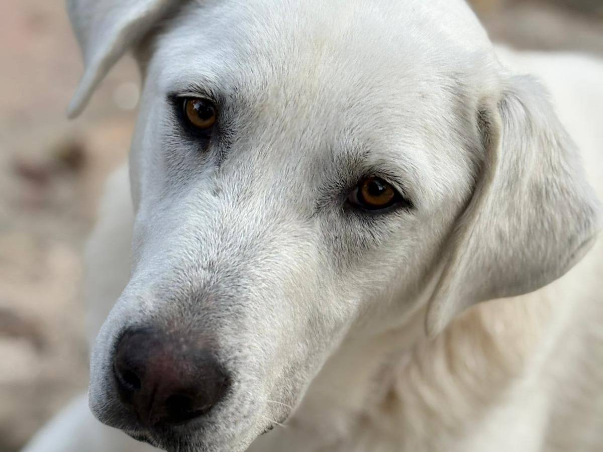 Vuoi adottare un cane a Parma?