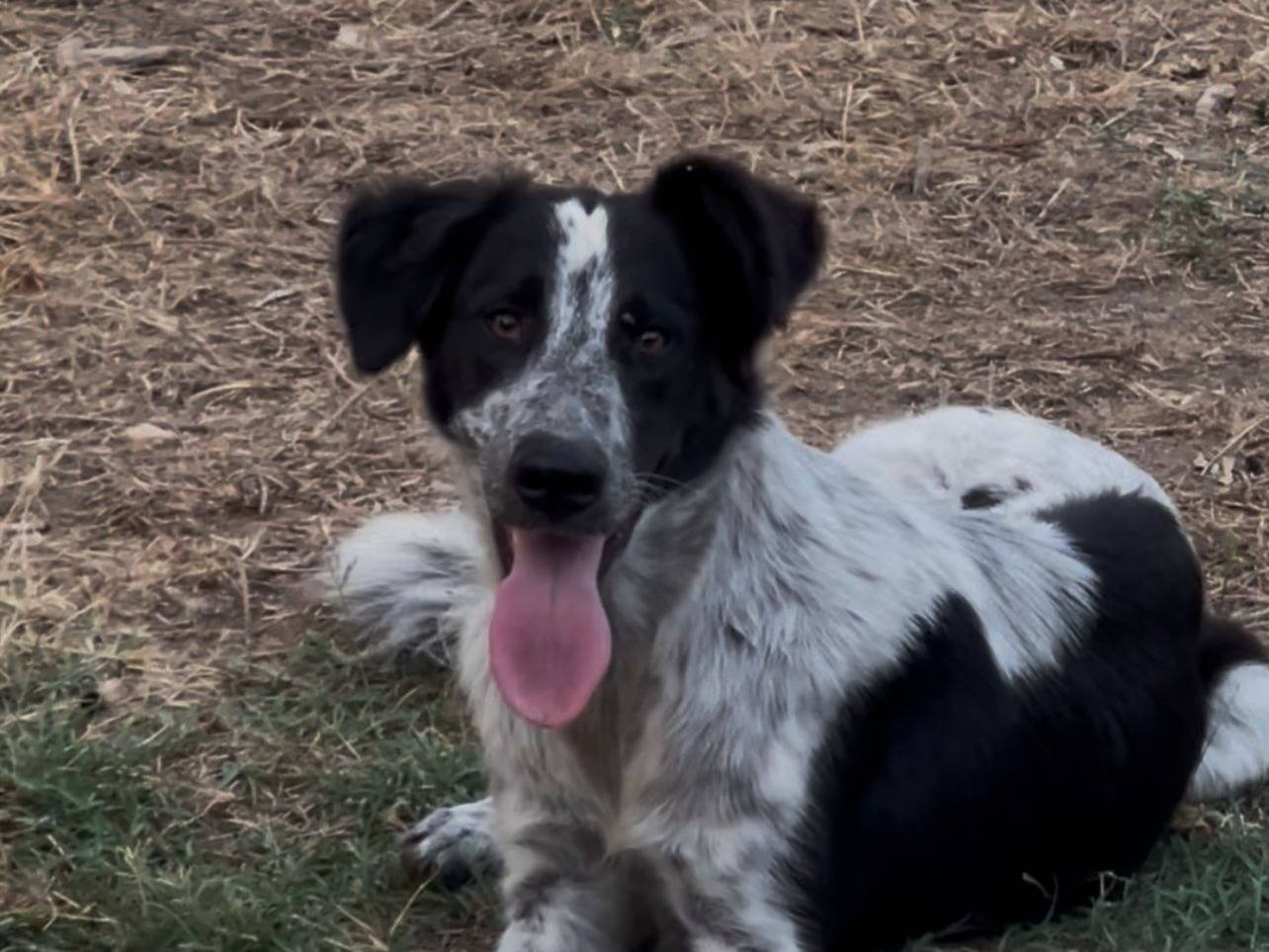 Adotta un cane, femmina, 8 mesi, Crotone