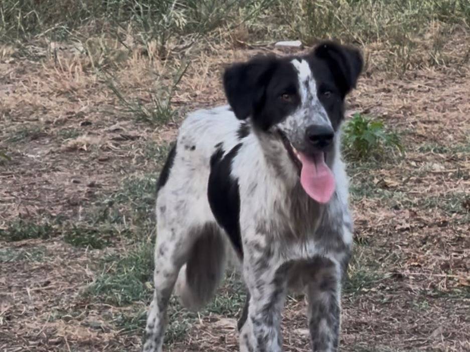 Adotta un cane, taglia media, femmina, Crotone