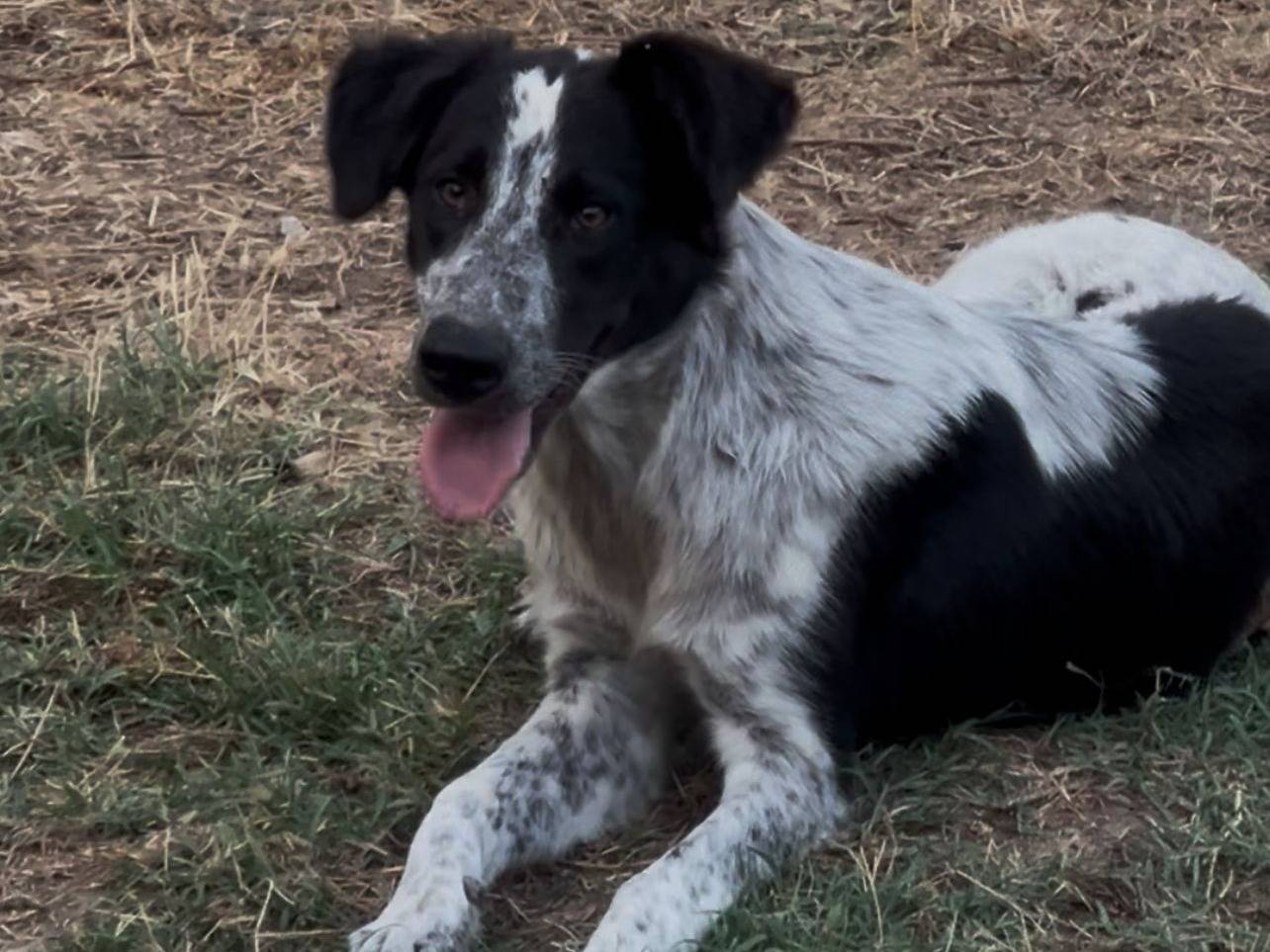 Vuoi adottare un cane a Crotone?