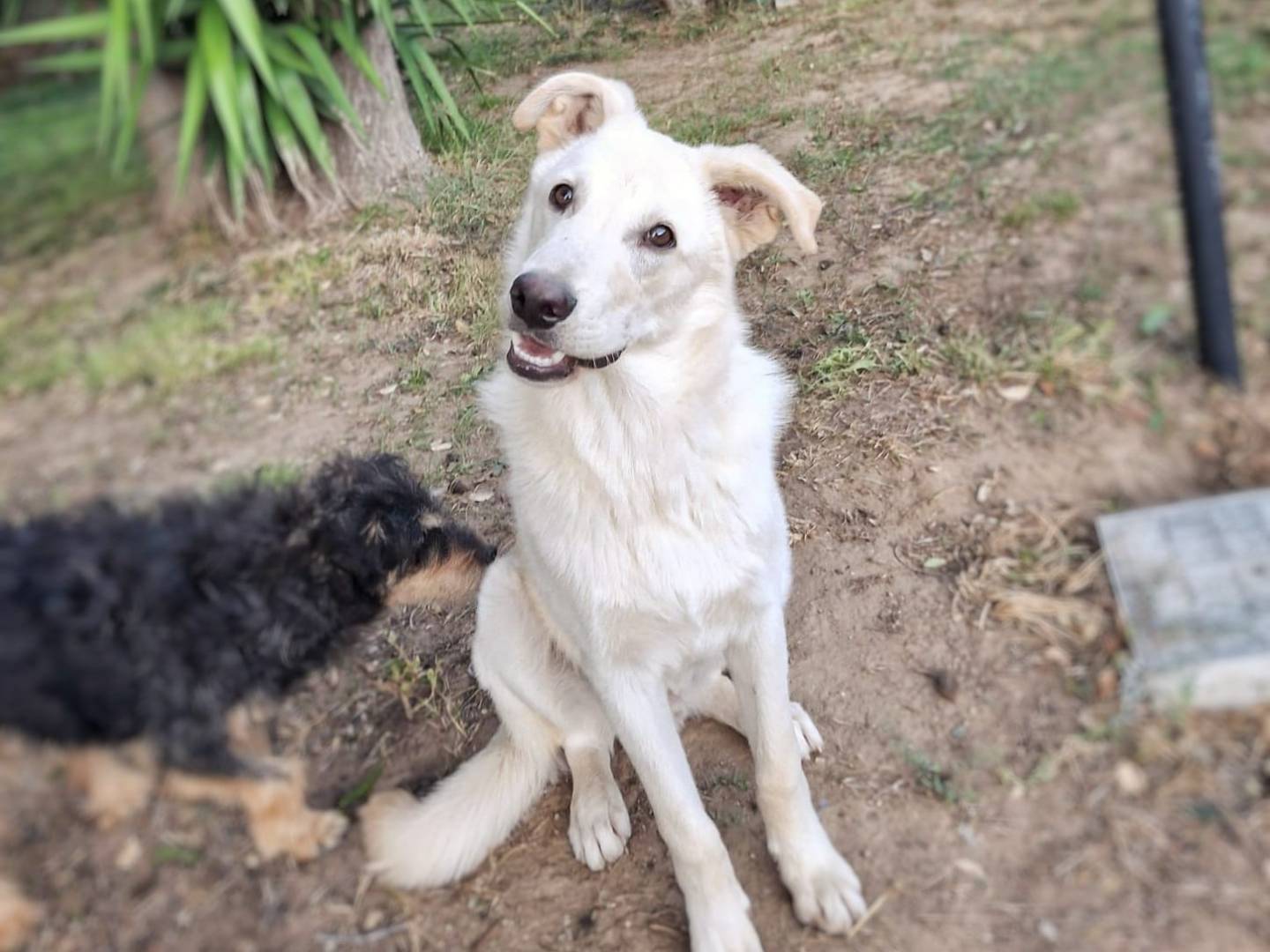 Adotta un cane, taglia media, maschio, Crotone